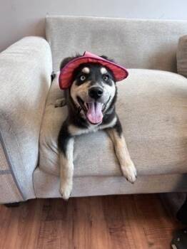 Gretel -  Mixed Breed Dog for Adoption in Savannah, Georgia - Gretel | PetCurious