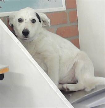 Border Collie and Mixed Breed Dogs Available for Adoption in Houston, Texas - A2067847 | PetCurious