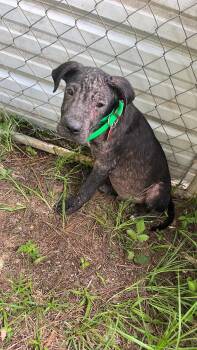ASH -  Great Dane and Labrador Retriever Dog for Adoption in Fosters, Alabama - ASH | PetCurious