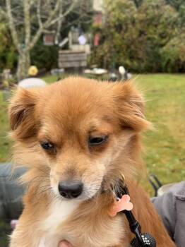 Rescue Chihuahua Dogs for Adoption in Egg Harbor City, New Jersey - Rosie | PetCurious