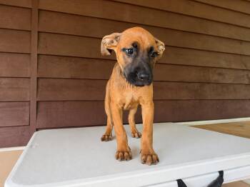 Ellie -  Labrador Retriever and Black And Tan Coonhound Dog for Adoption in Hickory, North Carolina - Ellie | PetCurious