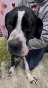 Pointer and Hound Dogs Available for Adoption - Claire | PetCurious