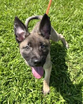 Coco -  Belgian Shepherd Malinois and German Shepherd Dog Dog for Adoption in Quakertown, Pennsylvania - Coco | PetCurious
