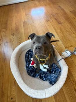 Trey Hendrickson -  Mixed Breed Dog for Adoption in Cincinnati, Ohio - Trey Hendrickson | PetCurious