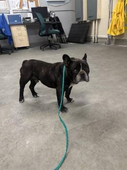 HUGO -  French Bulldog Dog for Adoption in Camarillo, California - HUGO | PetCurious