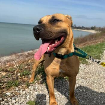 German Shepherd Dog and Beagle Dogs Available for Adoption in Grafton, Ohio - Scooter | PetCurious