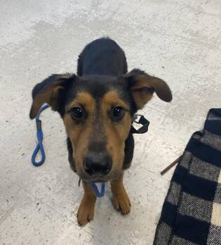 *Soren* -  Rottweiler Dog for Adoption in Salt Lake City, Utah - *Soren* | PetCurious