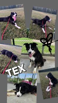 Rescue Border Collie Dogs for Adoption in Jackson, Tennessee - TEX | PetCurious