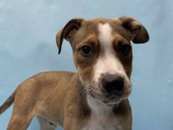 Butch -  Pit Bull Terrier and Mixed Breed Dog for Adoption in Minneapolis, Minnesota - Butch | PetCurious