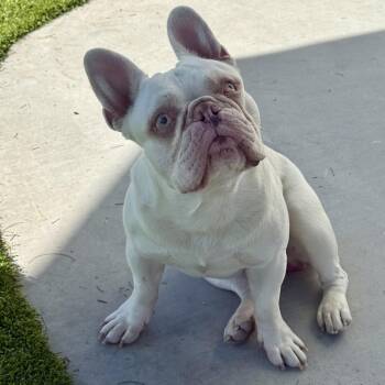 French Bulldog Dogs Available for Adoption - Ralph | PetCurious