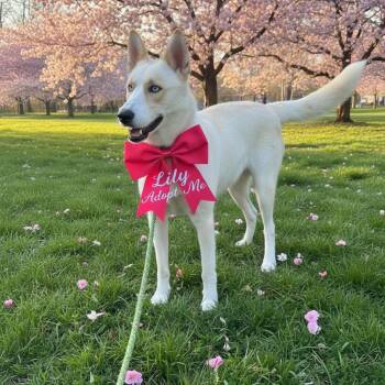 Husky and Labrador Retriever Dogs Available for Adoption in Hatfield, Pennsylvania - Lily | PetCurious