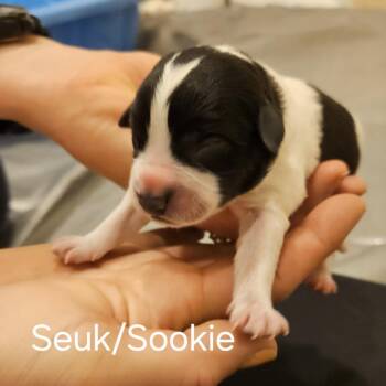 Selena Pup Sookie -  Mixed Breed Dog for Adoption in Fairfax Station, Virginia - Selena Pup Sookie | PetCurious
