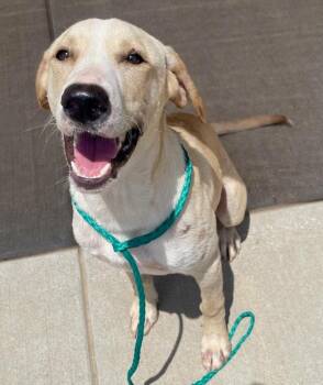 BILLY -  Labrador Retriever and Mixed Breed Dog for Adoption in Tulsa, Oklahoma - BILLY | PetCurious