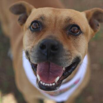 Mastiff Dogs Available for Adoption in San Antonio, Texas - ISABELLA | PetCurious