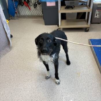 Rescue Mixed Breed Dogs for Adoption in New York, New York - Sheath | PetCurious