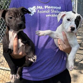 Mixed Breed Dogs Available for Adoption in East Hanover, New Jersey - Inky | PetCurious