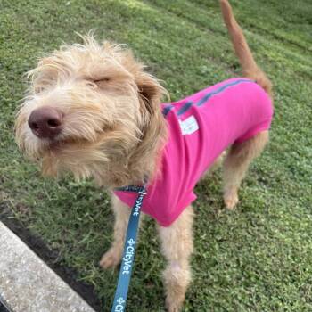 Carrie -  Labradoodle Dog for Adoption in Alafaya, Florida - Carrie | PetCurious