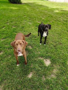 Rescue Retriever Dogs for Adoption in Midland, Michigan - Hannah And Buddy Courtesy Listed | PetCurious