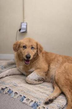 Great Pyrenees and Mixed Breed Dogs Available for Adoption - Emma | PetCurious