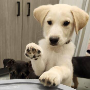 Crisps -  Yellow Labrador Retriever and Mixed Breed Dog for Adoption in Austin, Texas - Crisps | PetCurious