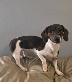 Ruby -  Miniature Dachshund and Dachshund Dog for Adoption in Manvel, Texas - Ruby | PetCurious