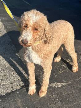 PEARL -  Poodle Dog for Adoption in Rossford, Ohio - PEARL | PetCurious