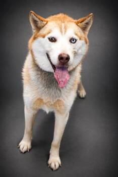 Buddy -  Husky and Mixed Breed Dog for Adoption in Bowling Green, Kentucky - Buddy | PetCurious