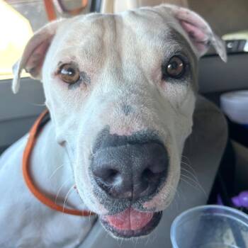 Marshmallow -  Pit Bull Terrier Dog for Adoption in Las Vegas, Nevada - Marshmallow | PetCurious
