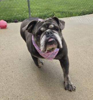 Stormy -  English Bulldog Dog for Adoption in Bucyrus, Ohio - Stormy | PetCurious