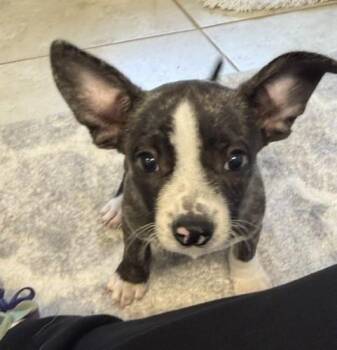 Boston -  Boston Terrier Dog for Adoption in Tulsa, Oklahoma - Boston | PetCurious