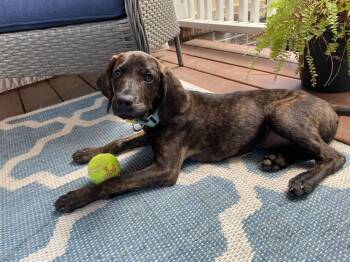 Rescue Plott Hound Dogs for Adoption in Charleston, South Carolina - Dolly | PetCurious