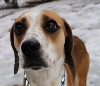 Beagle Dogs Available for Adoption - ARTHUR | PetCurious