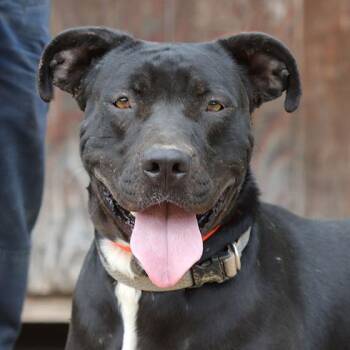 Kirk -  Pit Bull Terrier Dog for Adoption in Ojai, California - Kirk | PetCurious