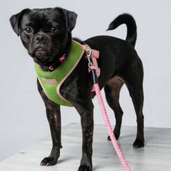 Chloe -  Pug Dog for Adoption in Rockville, Maryland - Chloe | PetCurious