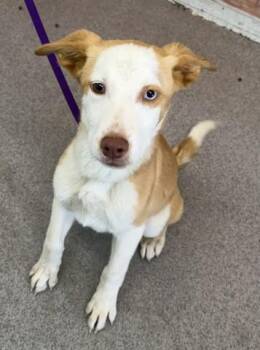 TY -  Pit Bull Terrier and Mixed Breed Dog for Adoption in San Bernardino, California - TY | PetCurious