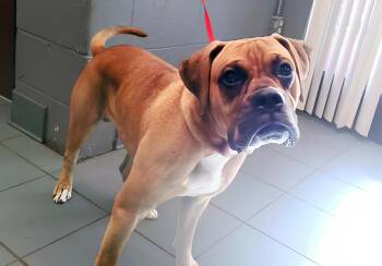 Rescue Mixed Breed Dogs for Adoption in Nashville, Tennessee - Downy | PetCurious