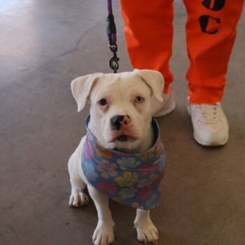 Janey -  American Bulldog and Pit Bull Terrier Dog for Adoption in Chandler, Arizona - Janey | PetCurious