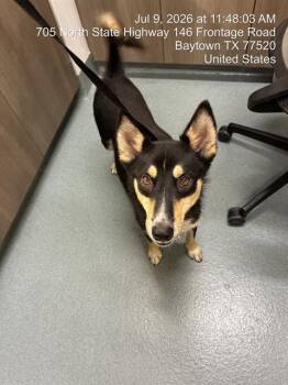 MOBY -  Siberian Husky Dog for Adoption in Baytown, Texas - MOBY | PetCurious