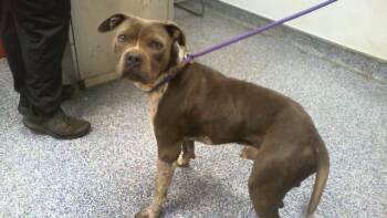Pit Bull Terrier Dogs Available for Adoption in Charlotte, North Carolina - A1265047 | PetCurious