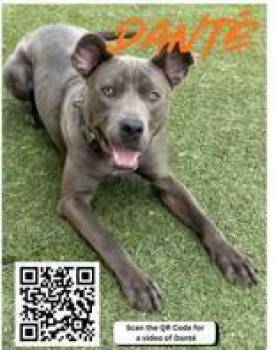 Pit Bull Terrier Dogs Available for Adoption in Denton, Texas - Dante | PetCurious