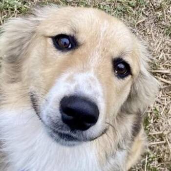 Australian Shepherd Dogs Available for Adoption in Warwick, Rhode Island - SNICKLE | PetCurious
