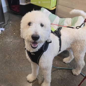 Kewpie -  Labradoodle Dog for Adoption in Louisville, Kentucky - Kewpie | PetCurious