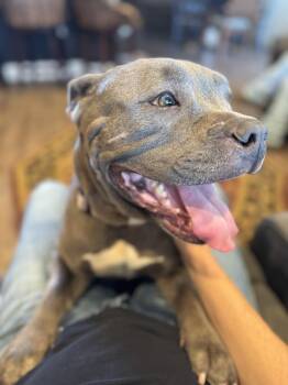 Rescue American Staffordshire Terrier Dogs for Adoption in Vacaville, California - Reba | PetCurious