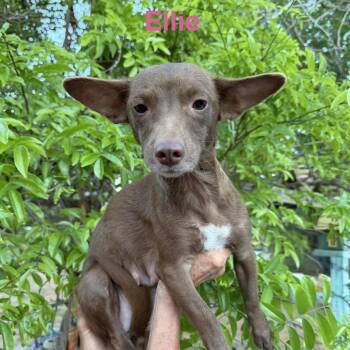 Chihuahua and Terrier Dogs Available for Adoption in Wadena, Minnesota - Ellie | PetCurious