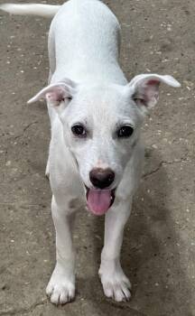 Annie -  Labrador Retriever Dog for Adoption in The Woodlands, Texas - Annie | PetCurious