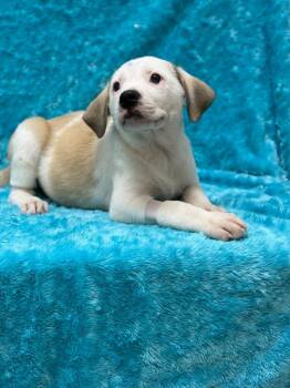 Pit Bull Terrier Dogs Available for Adoption in Little Elm, Texas - Lucy | PetCurious