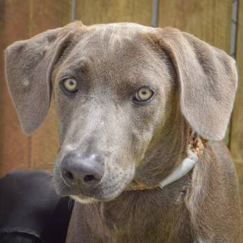 Black Labrador Retriever and Weimaraner Dogs Available for Adoption in Huntley, Illinois - Silver | PetCurious