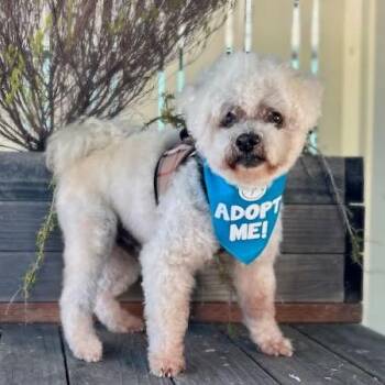 Doc Ricketts -  Poodle Dog for Adoption in Pacific Grove, California - Doc Ricketts | PetCurious