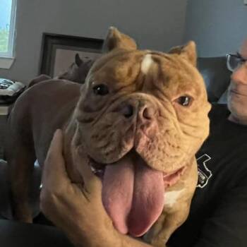 Humphrey -  English Bulldog Dog for Adoption in Austin, Texas - Humphrey | PetCurious