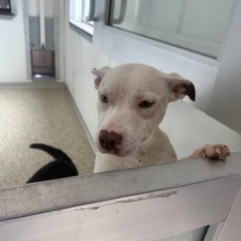 Pit Bull Terrier Dogs Available for Adoption - Ashley | PetCurious